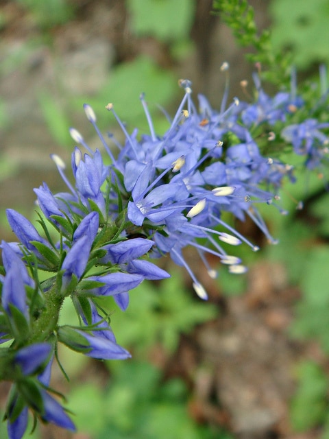 Véronique germandrée