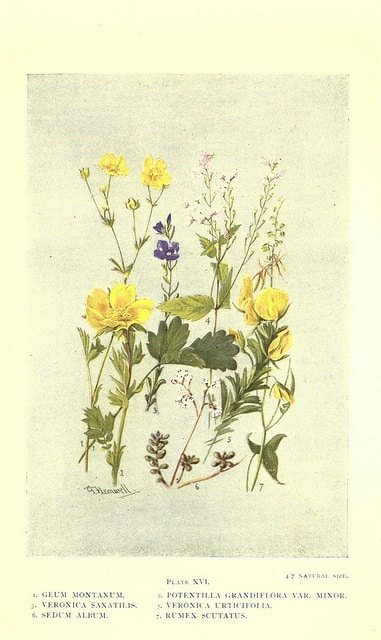 Veronica urticifolia