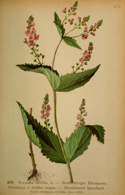 Veronica urticifolia