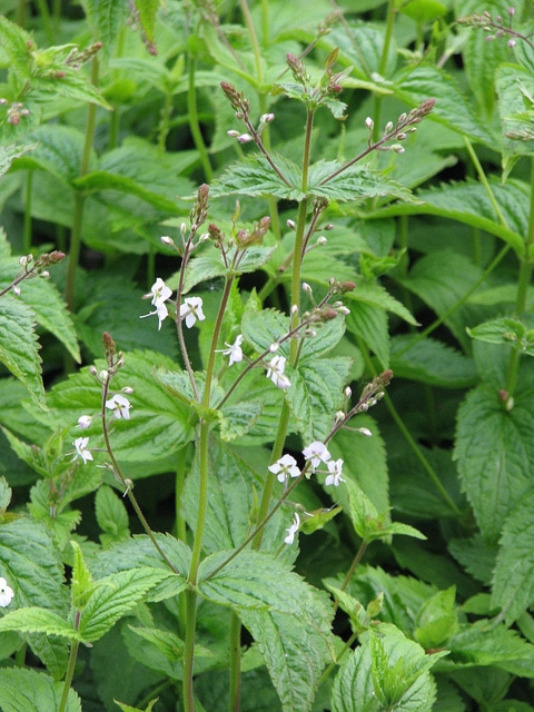 Veronica urticifolia (Veronica urticifolia)