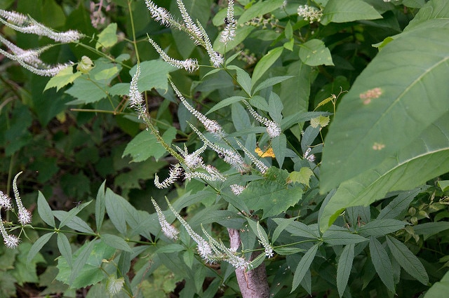 Véronique de virginie (Veronicastrum virginicum)