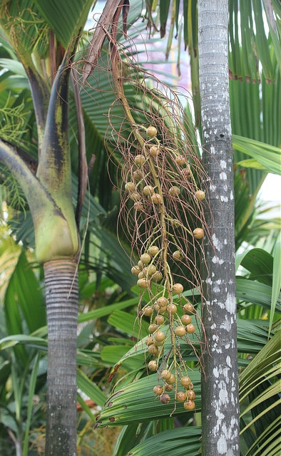 Verschaffeltia splendida