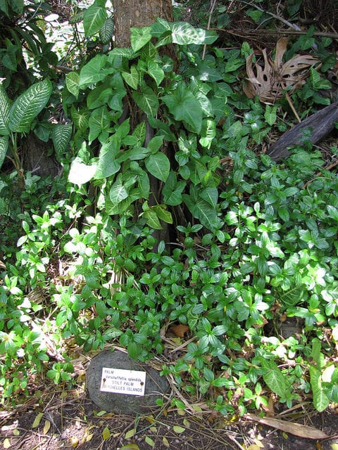 Verschaffeltia splendida