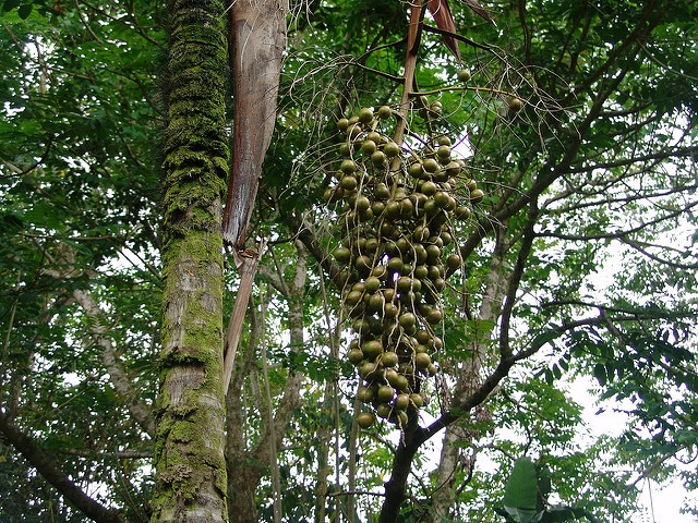 Verschaffeltia splendida