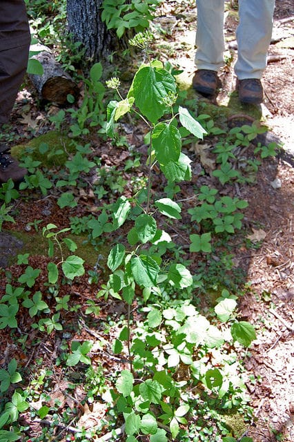 Viburnum acerifolium