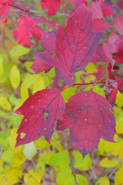 Viburnum acerifolium