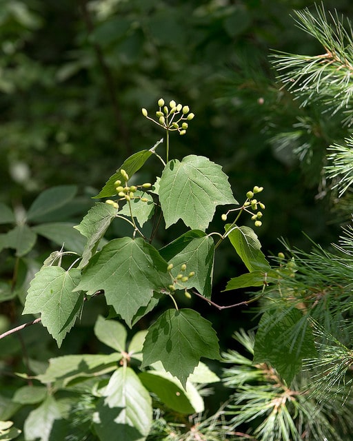 Viburnum acerifolium
