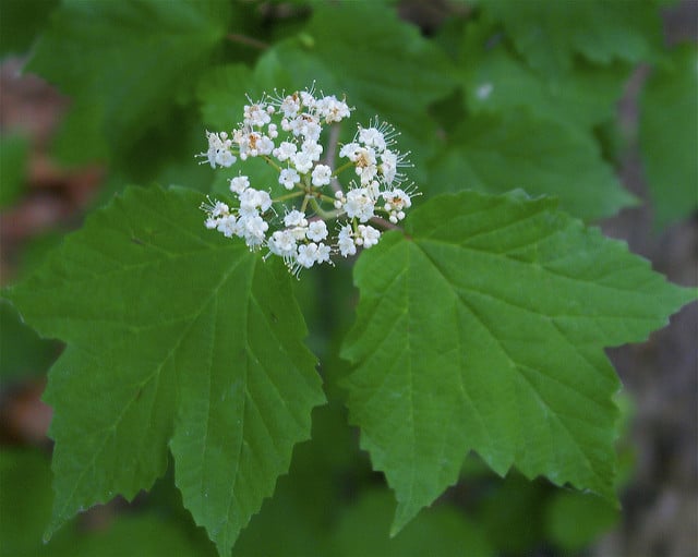 Viburnum acerifolium
