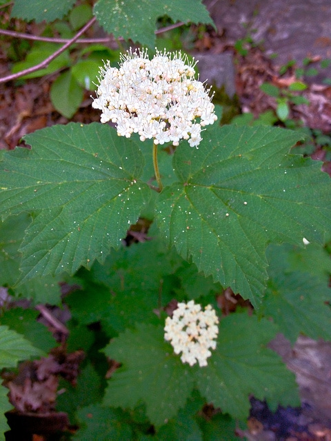 Viburnum acerifolium