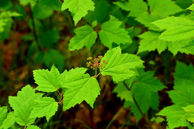 Viburnum acerifolium