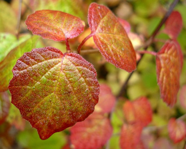 Viburnum betulifolium