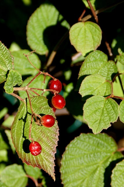Viburnum betulifolium