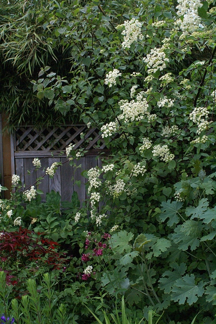 Viburnum betulifolium