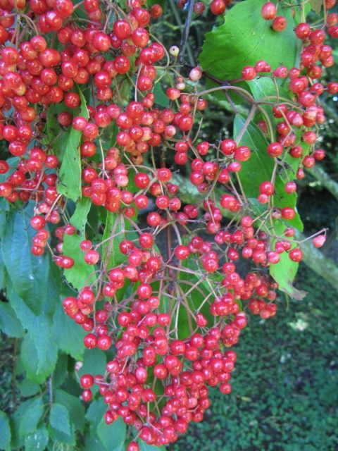 Viburnum betulifolium