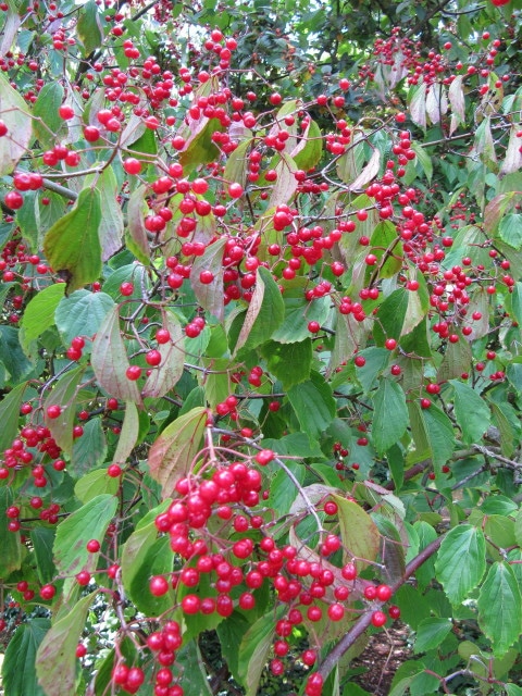 Viburnum betulifolium
