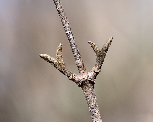 Viburnum bitchiuense