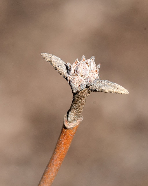 Viburnum bitchiuense