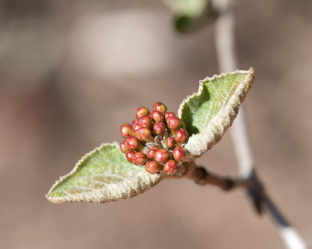 Viburnum bitchiuense