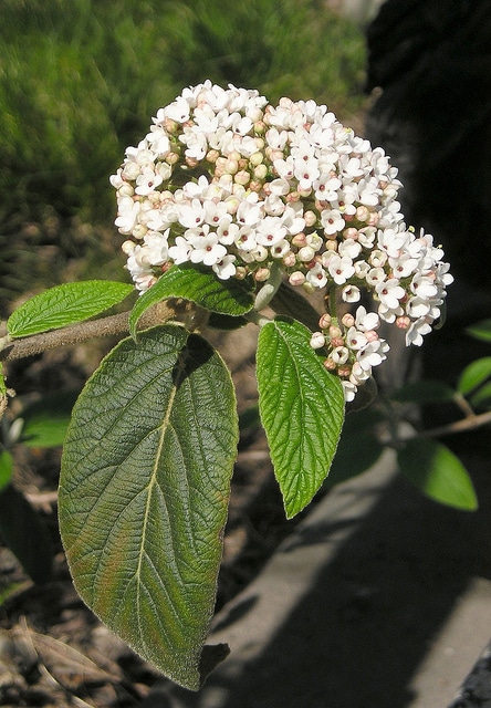 Viburnum buddleifolium