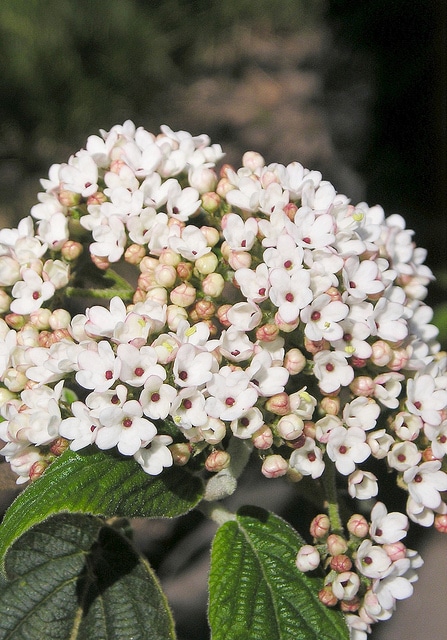 Viburnum buddleifolium