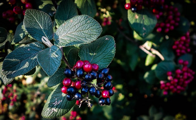 Viburnum burejaeticum
