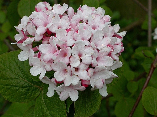 Viorne de carles (Viburnum carlesii)