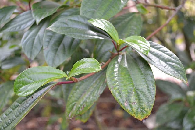 Viburnum cinnamomifolium