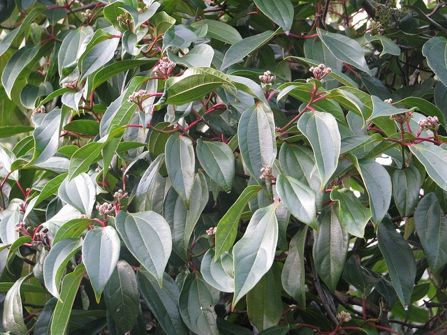 Viburnum cinnamomifolium