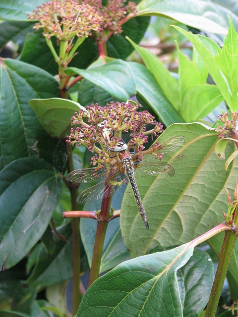 Viburnum cinnamomifolium