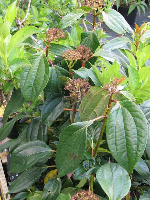 Viburnum cinnamomifolium