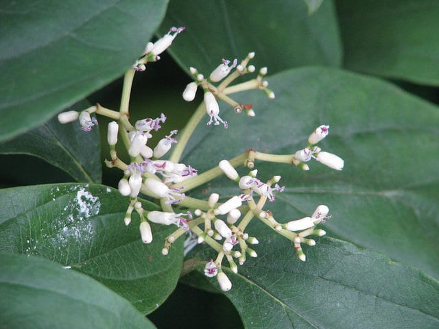 Viburnum cylindricum