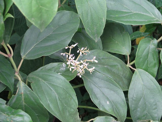 Viburnum cylindricum