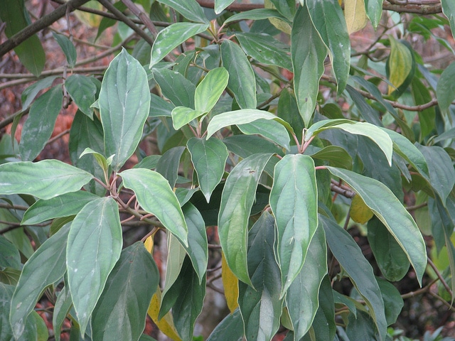 Viburnum cylindricum