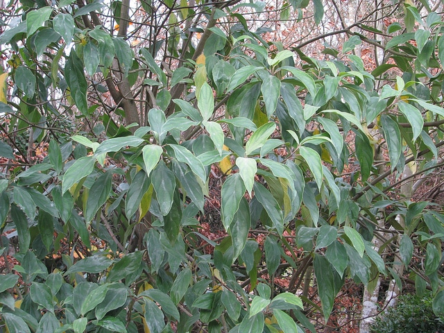Viburnum cylindricum