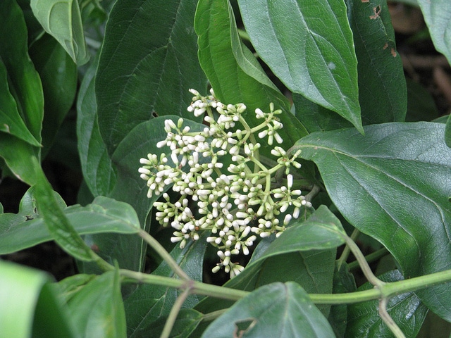 Viburnum cylindricum