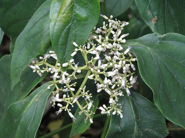 Viburnum cylindricum