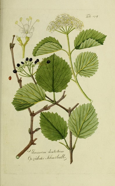 Viorne dentée