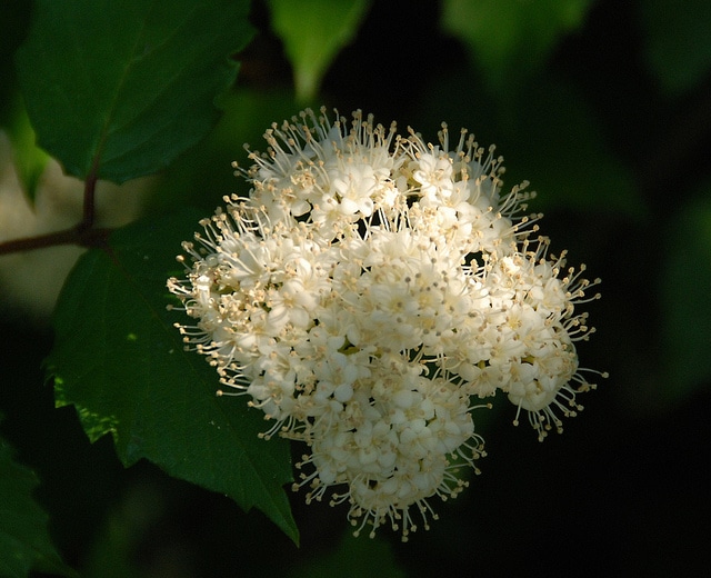 Viorne dentée
