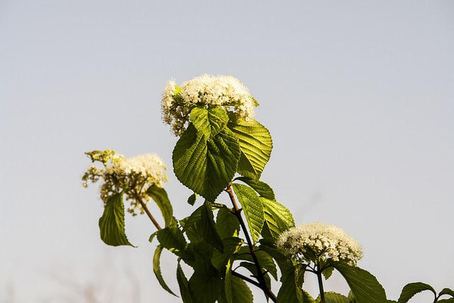 Viorne à larges panicules (Viburnum dilatatum)