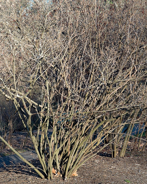 Viorne à larges panicules