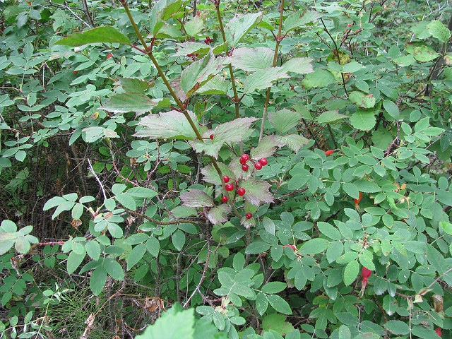 Viorne comestible (Viburnum edule)