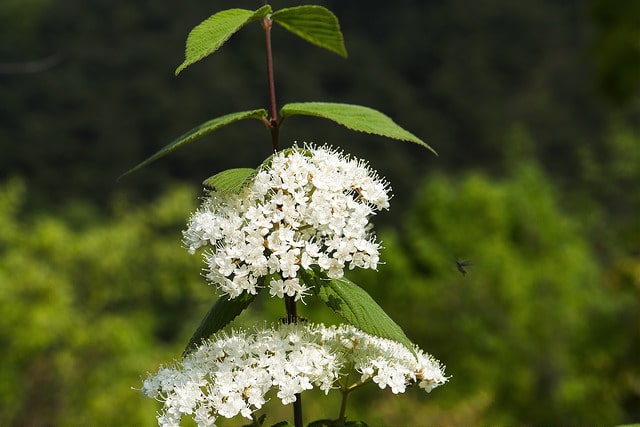 Viburnum erosum