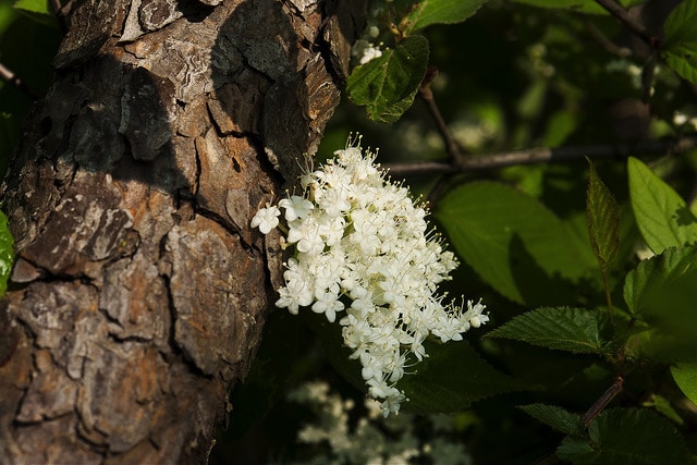 Viburnum erosum