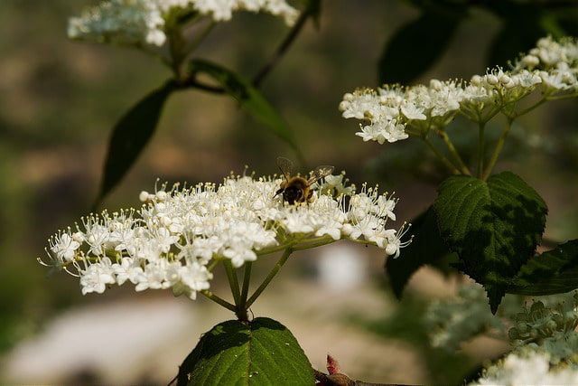 Viburnum erosum