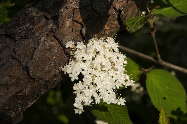 Viburnum erosum
