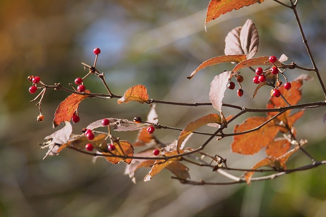 Viburnum erosum