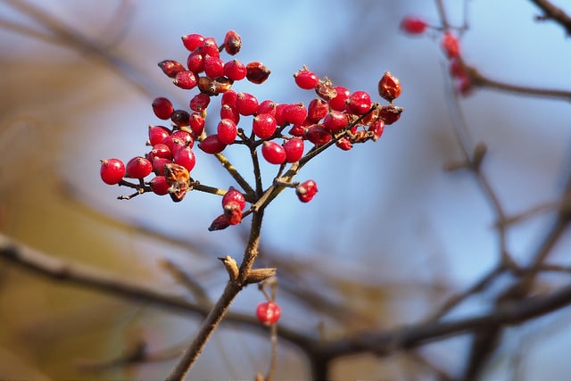 Viburnum erosum (Viburnum erosum)