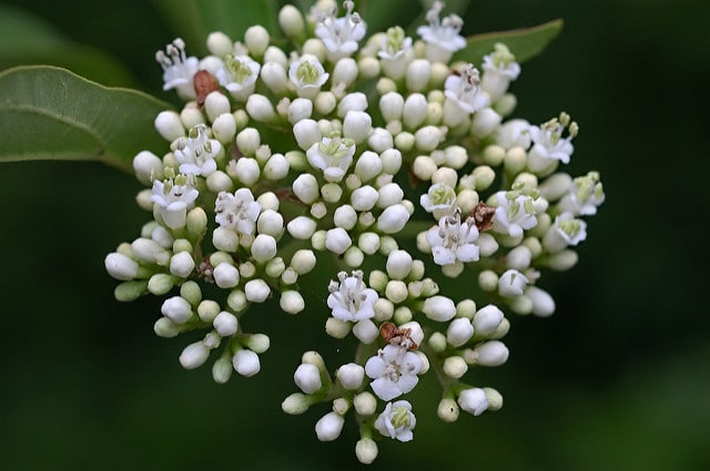 Viburnum erubescens (Viburnum erubescens)