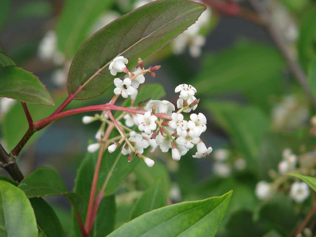Viburnum erubescens