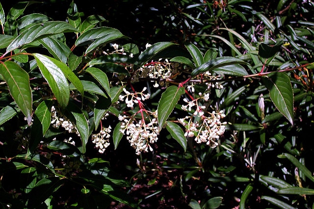 Viburnum erubescens